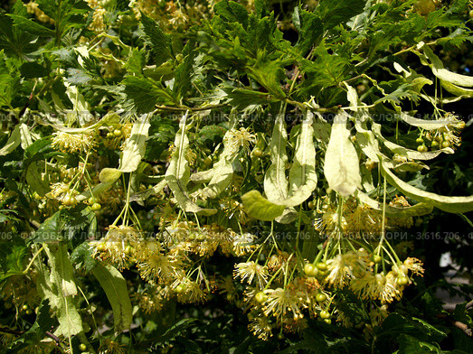 Цветущая липа европейская, форма разрезнолистная (Tilia europaea L., f. laciniata) Стоковое фото, фотограф Ирина Борсученко / Фотобанк Лори