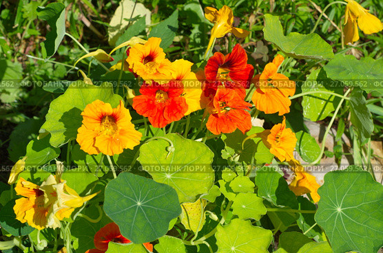 Цветущая настурция (лат. Tropaeolum) Стоковое фото, фотограф Елена Коромыслова / Фотобанк Лори