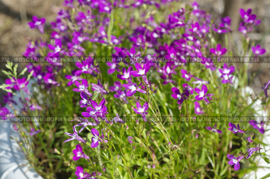 Цветущая пурпурная лобелия (лат. Lobelia) в кашпо. Стоковое фото, фотограф Елена Коромыслова / Фотобанк Лори