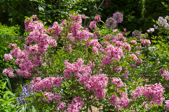 Цветущая розовая сирень сорта  Flowerfesta Pink  (lat. Syringa pubescens subsp. pubescens)  в Аптекарском Огороде (филиал ботанического сада МГУ). Москва. Стоковое фото, фотограф Сергей Рыбин / Фотобанк Лори