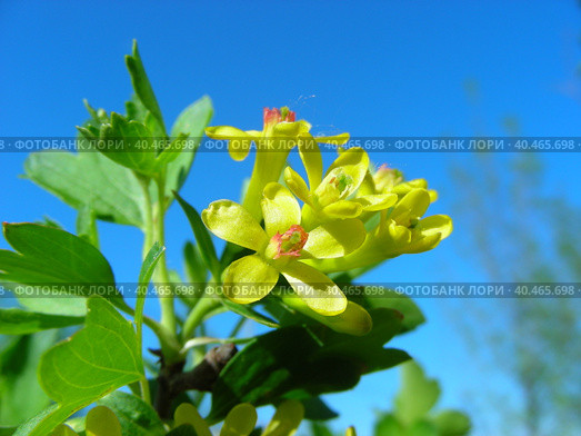 Цветущая смородина золотистая (лат. Ribes aureum) Стоковое фото, фотограф lana1501 / Фотобанк Лори
