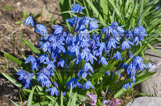 Цветущая сцилла двулистная Таурика или пролеска (лат. Scilla difolia L.) на клумбе в саду. Стоковое фото, фотограф Елена Коромыслова / Фотобанк Лори