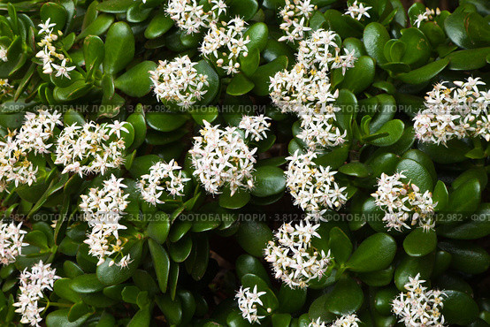 Цветущая толстянка (лат. Crassula), фон. Стоковое фото, фотограф Виктория Катьянова / Фотобанк Лори
