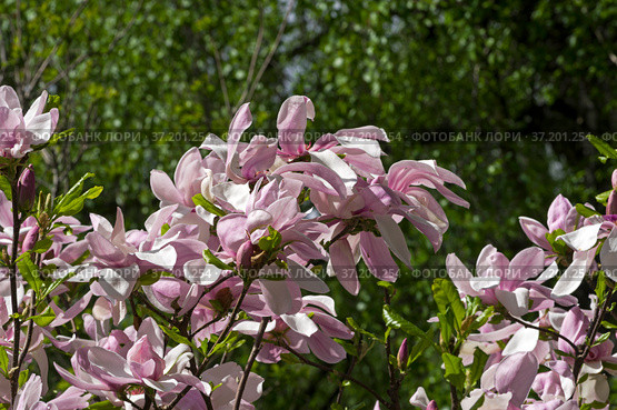 Цветущая звездчатая магнолия  (magnolia stellata). Аптекарский Огород (филиал ботанического сада МГУ), Москва. Стоковое фото, фотограф Сергей Рыбин / Фотобанк Лори