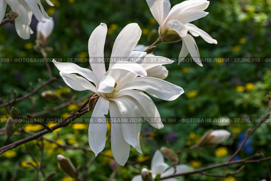 Цветущая звездчатая магнолия  (magnolia stellata). "Аптекарский огород" (филиал ботанического сада МГУ), Москва (2018 год). Редакционное фото, фотограф Сергей Рыбин / Фотобанк Лори
