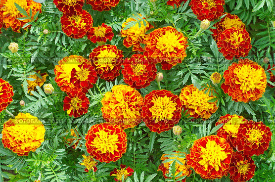 Цветущие бархатцы (лат. Tagetes patula) Стоковое фото, фотограф Елена Коромыслова / Фотобанк Лори