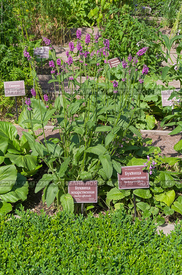 Цветущие буквица лекарственная (lat. Betonica officinalis) и  буквица крупноцветковая (lat.Betonica macrantha ) на грядке с лекарственными растениями в Аптекарском Огороде (филиал ботанического сада МГУ). Москва. Июль, солнечно. Стоковое фото, фотограф Сергей Рыбин / Фотобанк Лори