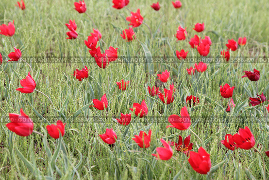 Цветущие дикорастущие тюльпаны (2011 год). Редакционное фото, фотограф Алексей Воронцов / Фотобанк Лори