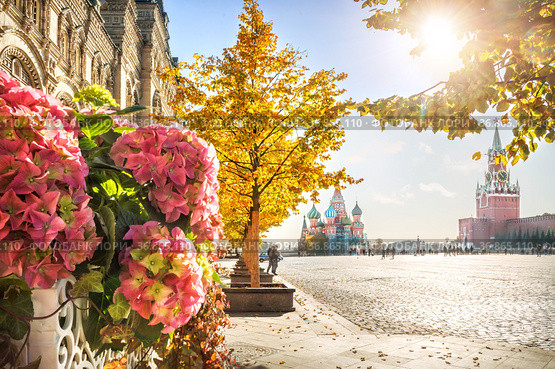 Цветущие гортензии на Красной Площади в Москве (2021 год). Стоковое фото, фотограф Baturina Yuliya / Фотобанк Лори