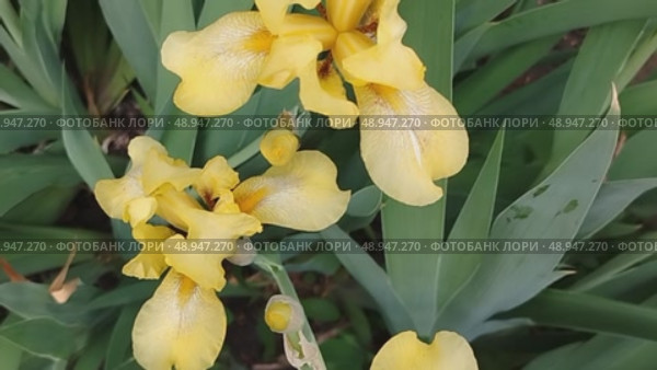 Цветущие ирисы жёлтого цвета в саду летним днём, ландшафт. Blooming yellow irises in the garden on a summer day, landscape. Стоковое видео, видеограф Наталья Пеньшина / Фотобанк Лори