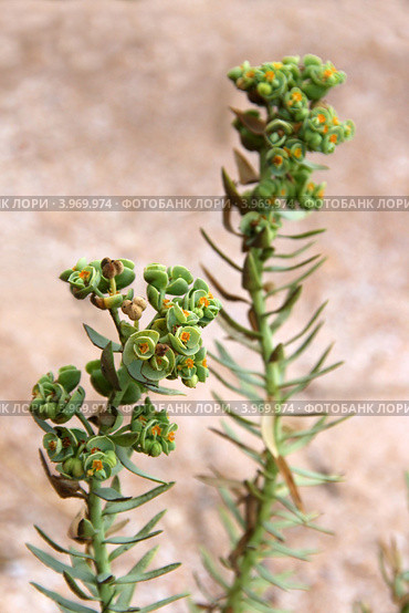 Цветущие побеги молочая Сегье (Молочай Сегиеров, Euphorbia seguieriana Neck.) (2011 год). Стоковое фото, фотограф Щеголева Ольга / Фотобанк Лори