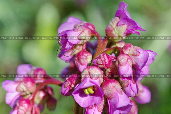Цветущий бадан толстолистный (лат. Bergenia crassifolia) крупным планом. Стоковое фото, фотограф Елена Коромыслова / Фотобанк Лори