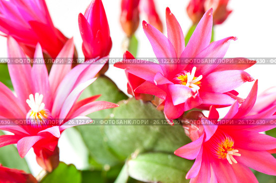 Цветущий Декабрист (Schlumbergera) на белом фоне. Стоковое фото, фотограф E. O. / Фотобанк Лори