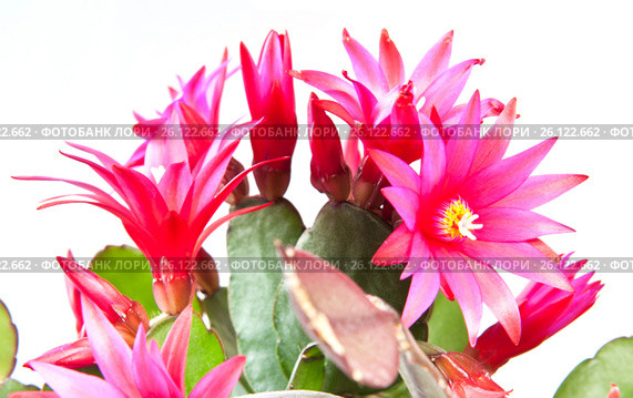 Цветущий Декабрист (Schlumbergera) на белом фоне. Стоковое фото, фотограф E. O. / Фотобанк Лори
