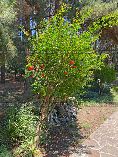 Цветущий гранат (Punica granatum) (2021 год). Стоковое фото, фотограф Мария Кылосова / Фотобанк Лори