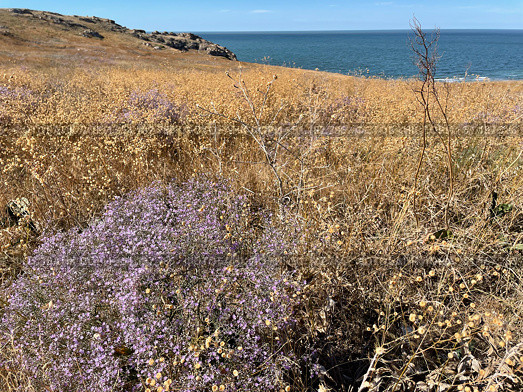 Цветущий кермек метельчатый (Limonium scoparium). Генеральские пляжи, Азовское море. Республика Крым, Керченский полуостров. Редакционное фото, фотограф Щеголева Ольга / Фотобанк Лори