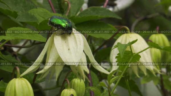 Цветущий клематис. Flowering clematis. Стоковое видео, видеограф Евгений Романов / Фотобанк Лори