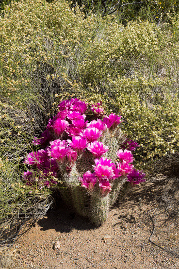 Цветущий куст Эхиноцереус Энгельмана (Echinocereus engelmannii)  в пустыне Сонора, Аризона. Стоковое фото, фотограф Ирина Кожемякина / Фотобанк Лори