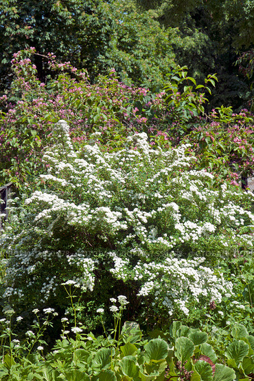 Цветущий куст, спирея серая Grefsheim (Spiraea cinerea Zabel) Стоковое фото, фотограф Svet / Фотобанк Лори