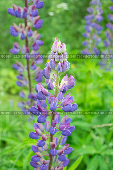 Цветущий Люпин (Lupinus polyphyllus) синего цвета. Стоковое фото, фотограф Светлана Шимкович / Фотобанк Лори