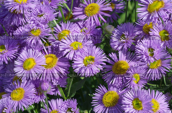Цветущий мелколепестник (лат. Erigeron) крупным планом. Стоковое фото, фотограф Елена Коромыслова / Фотобанк Лори