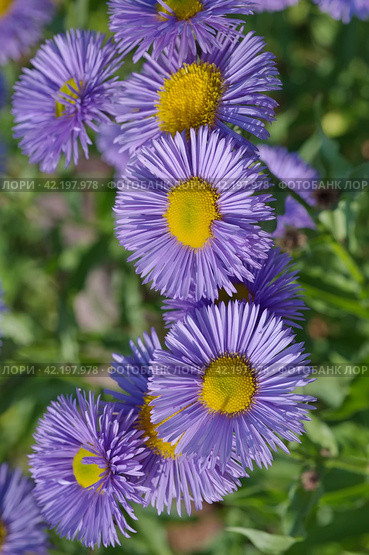Цветущий мелколепестник (лат. Erigeron) крупным планом. Стоковое фото, фотограф Елена Коромыслова / Фотобанк Лори