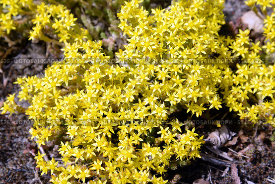 Цветущий очиток едкий (Sedum acre L.) Стоковое фото, фотограф Ирина Борсученко / Фотобанк Лори
