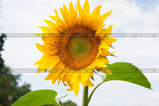 Цветущий подсолнух (Helianthus annuus) Стоковое фото, фотограф Алёшина Оксана / Фотобанк Лори