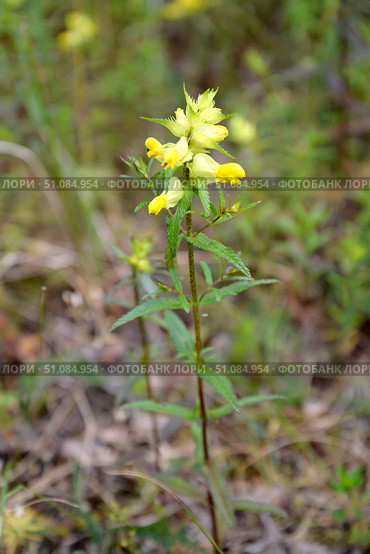 Цветущий погремок малый (Rhinanthus minor L.) Стоковое фото, фотограф Ирина Борсученко / Фотобанк Лори