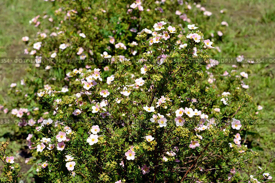 Цветущий пятилистник кустарниковый (Pentaphylloides fruticosa (L.) O.Schwarz), сорт Пинк Квин (Пинк Принцесс) Стоковое фото, фотограф Ирина Борсученко / Фотобанк Лори