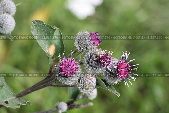 Цветущий репейник, лопух большой (Arctium lappa L.) © Ирина Борсученко / Фотобанк Лори. Стоковое фото, фотограф хохрякова альбина накиповна / Фотобанк Лори