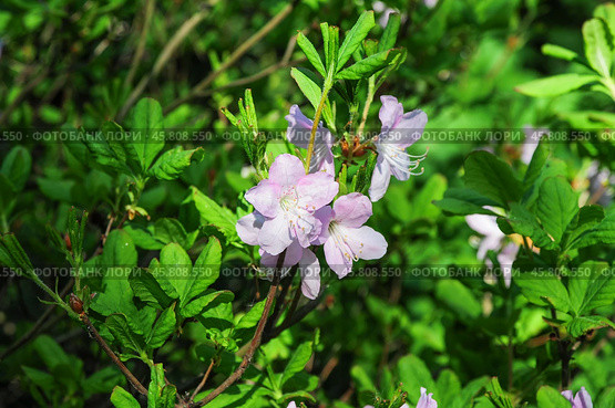 Цветущий рододендрон Шлиппенбаха (Rhododendron schlippenbachii) Стоковое фото, фотограф Алёшина Оксана / Фотобанк Лори