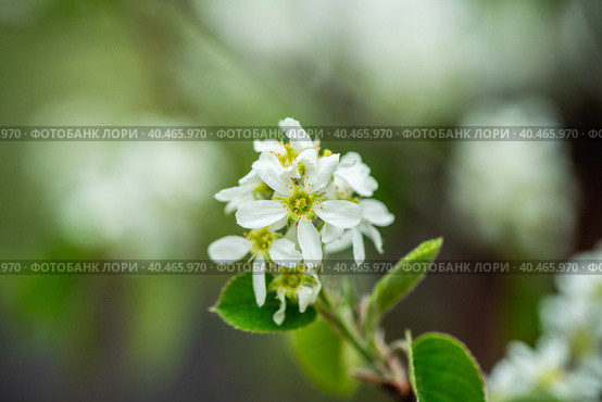 Цветущий ветка ирги (лат. Amelanchier) весной в саду. Стоковое фото, фотограф Андрей Пустякин / Фотобанк Лори
