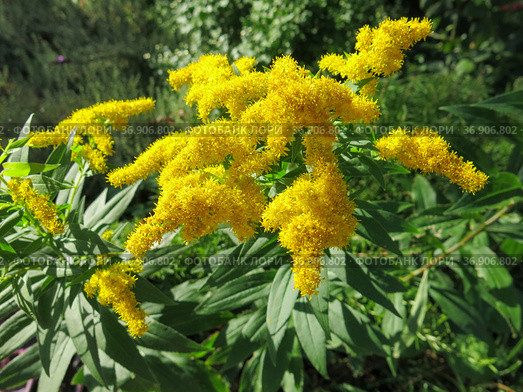 Цветущий Золотарник (Goldenrod) Стоковое фото, фотограф Татьяна Т / Фотобанк Лори