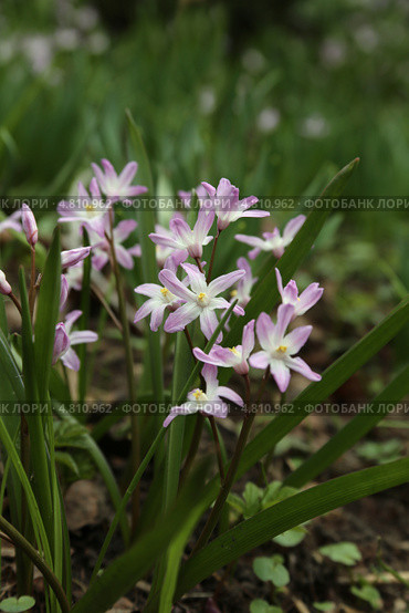 Цветы хионодоксы - Chionodoxa. Стоковое фото, фотограф Алексей Гусев / Фотобанк Лори