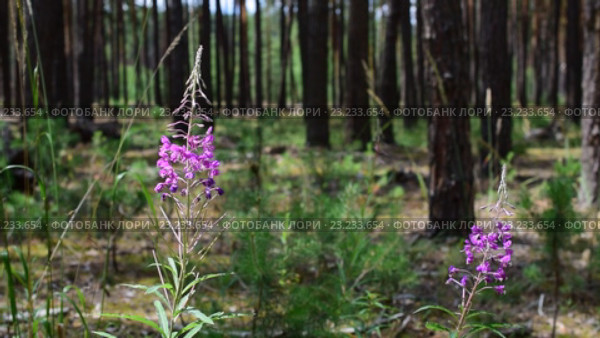 Цветы иван-чая узколистного. Стоковое видео, видеограф Валерий Гусак / Фотобанк Лори