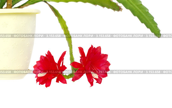 Цветы кактуса Эпифилиум (Epiphyllum hybridum hort.) Стоковое фото, фотограф Галина Хорошман / Фотобанк Лори