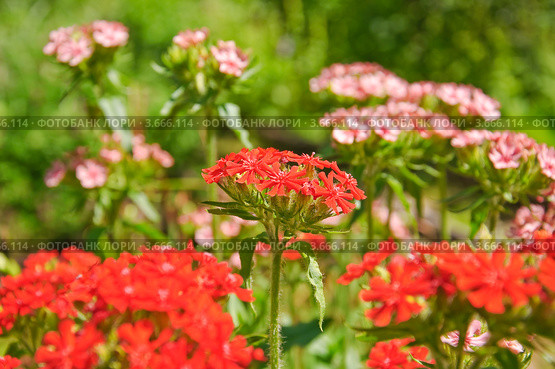 Цветы лихниса халцедонского (Lychnis chalcedonica) Стоковое фото, фотограф Алёшина Оксана / Фотобанк Лори