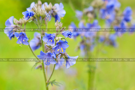 Цветы Polemonium caucasicum. Синюха. Стоковое фото, фотограф Мурина Ольга / Фотобанк Лори