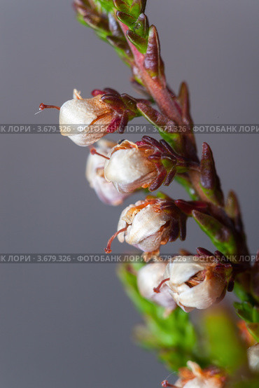 Цветы вереска, Лат. Calluna vulgaris. Стоковое фото, фотограф Виталий Веревкин / Фотобанк Лори