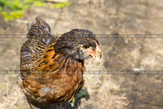 Цыпленок с кривым клювом.A chicken with a crooked beak. Стоковое фото, фотограф Роман Лукьянов / Фотобанк Лори