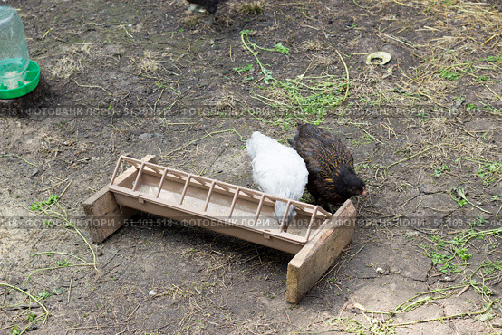 Цыплята возле кормушки.Chickens near the feeder. Стоковое фото, фотограф Роман Лукьянов / Фотобанк Лори