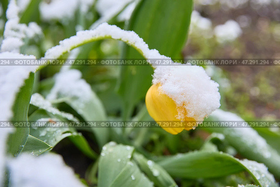 Tulip after a snowfall. The problem of ecology and climate change. Uncontrollable elements and climate weapons. Стоковое фото, фотограф Кутина Татьяна / Фотобанк Лори