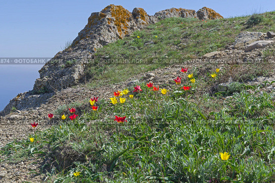 Тюльпан Шренка (лат. Tulipa suaveolens) на каменистом глинистом горном склоне на фоне скалы. В России этот вид тюльпанов занесен в Красную Книгу. Мыс Меганом, Крым, конец апреля. Стоковое фото, фотограф Сергей Рыбин / Фотобанк Лори