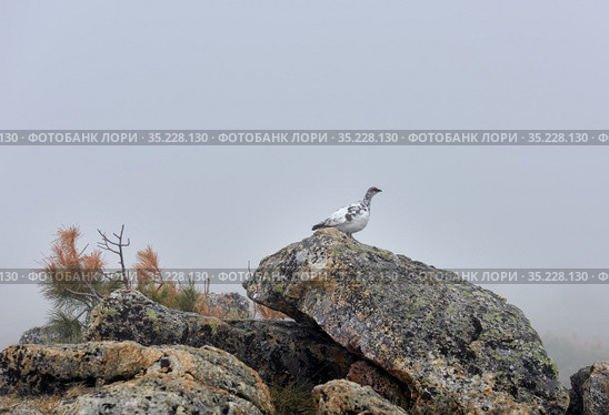 Тундровая куропатка (Lagopus mutus montin) Стоковое фото, фотограф Виктор Никитин / Фотобанк Лори