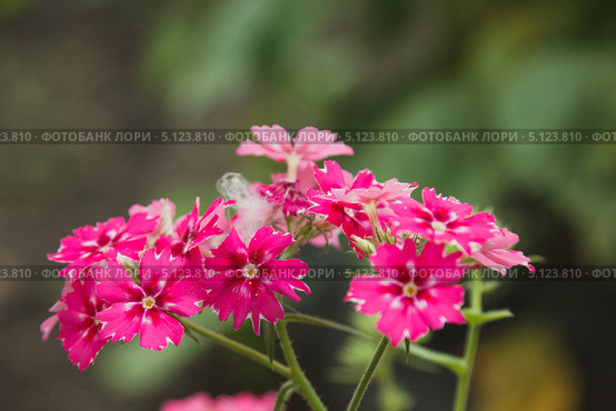Турецкая гвоздика (Dianthus barbatus) Стоковое фото, фотограф Иван Карпов / Фотобанк Лори