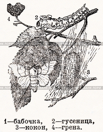 Тутовый шелкопряд. Малая советская  энциклопедия, 1931 год. Стоковая иллюстрация, иллюстратор Макаров Алексей / Фотобанк Лори