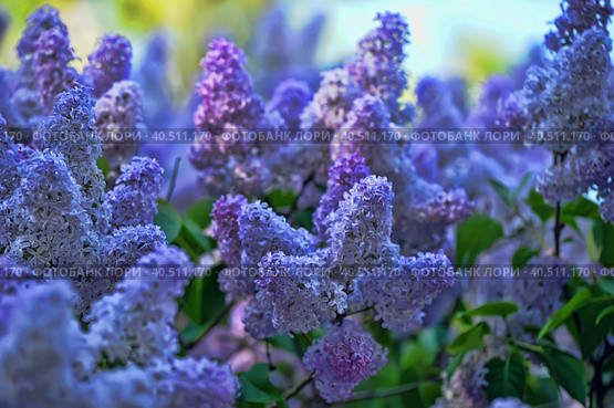 Twig blossoming lilac. Стоковое фото, фотограф Анна Кривицкая / Фотобанк Лори