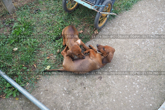 Two adorable dachshunds are having a delightful time rolling on the grass in a sunny backyard. Their playful antics showcase a deep bond as they play and interact with joy in peaceful outdoor setting. Стоковое фото, фотограф Юлия Петровская / Фотобанк Лори