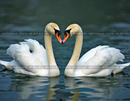 Two beautiful swans swim together in tranquil water, reflecting their graceful forms as morning light. Swans Cygnus are a genus of birds from order Anseriformes of the duck family. Generative AI. Стоковое AI-изображение, AI-художник Юлия Петровская / Фотобанк Лори
